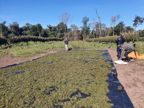 Caaguazú: SENAD eliminó casi 6 mil kilos de marihuana durante un operativo